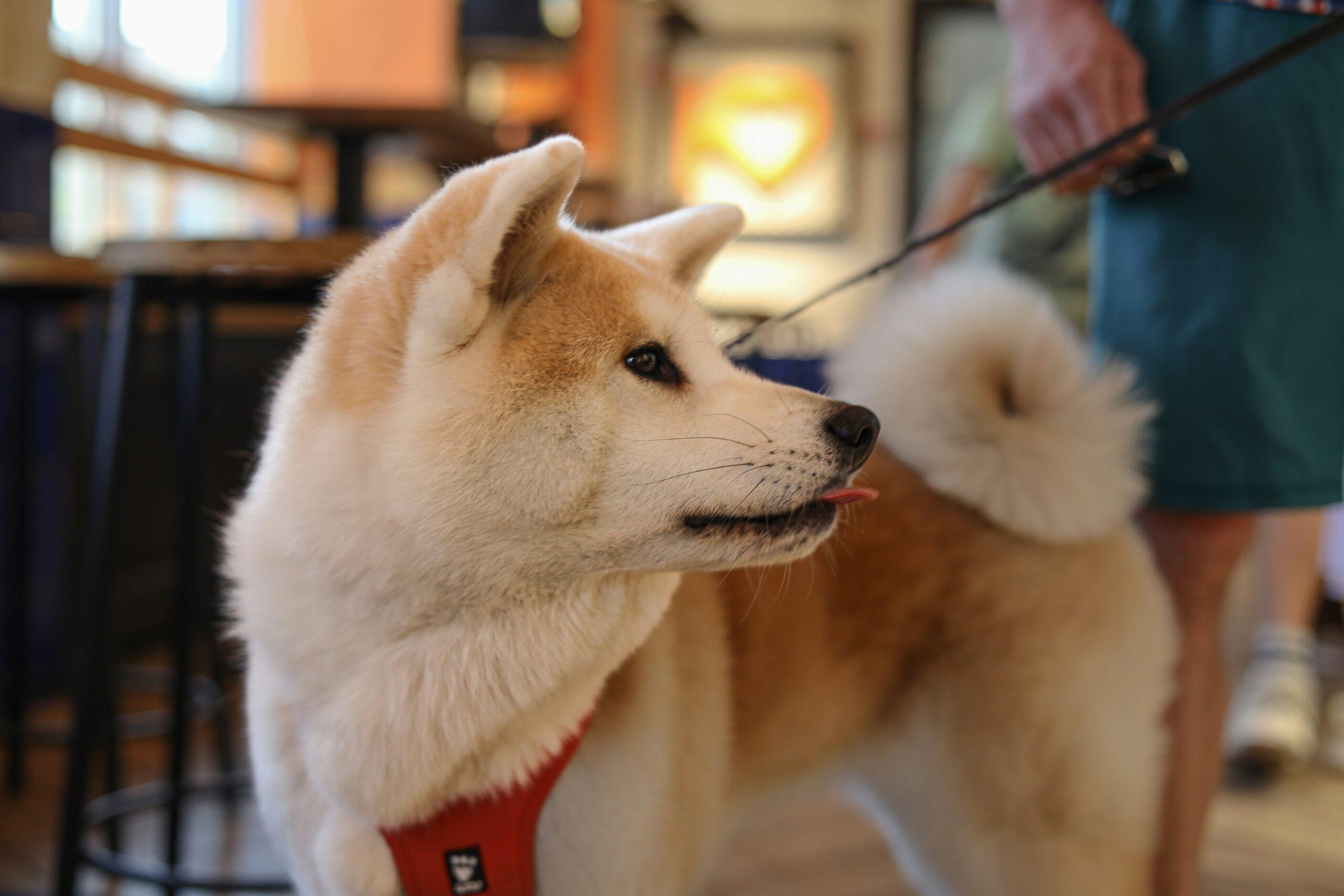 A well-trained dog demonstrating perfect sit posture