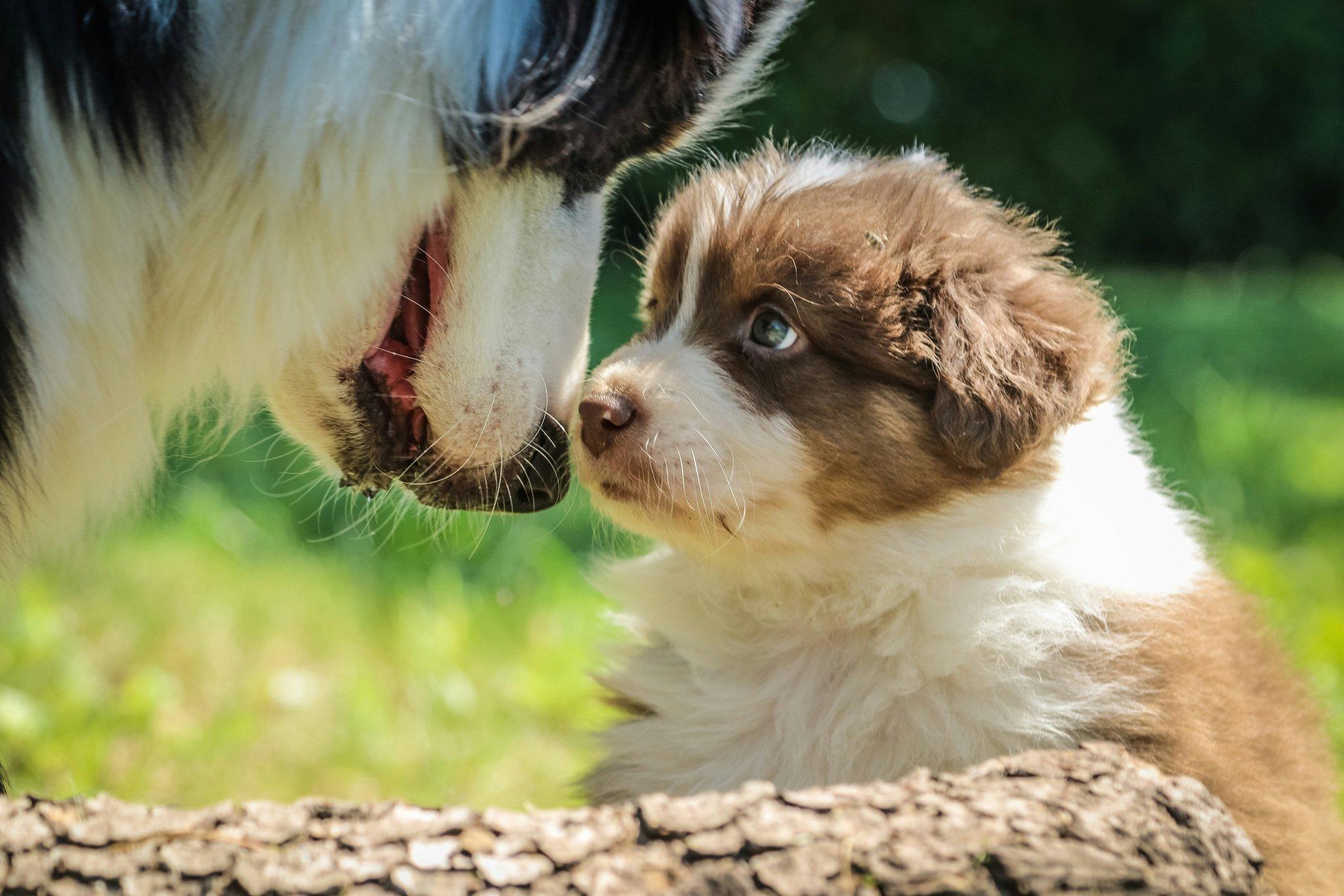 A young golden retriever puppy sitting obediently next to its trainer outdoors