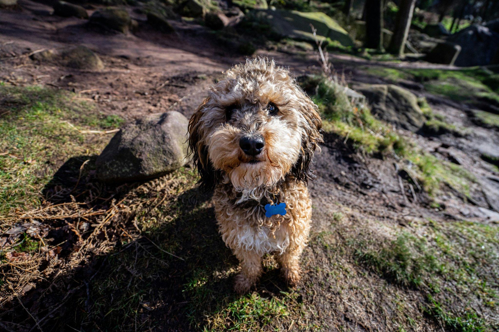 Before and after photo showing a distractible puppy now confidently sitting