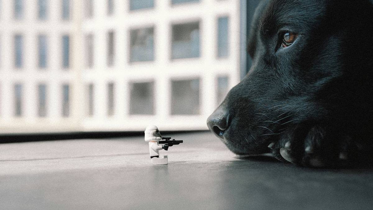 Chart showing improvement over time in dog sit training