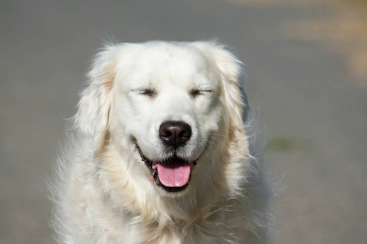 Happy owner rewarding her trained dog during an outdoor session.