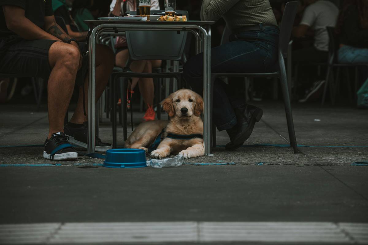 Luna the Labrador sitting obediently