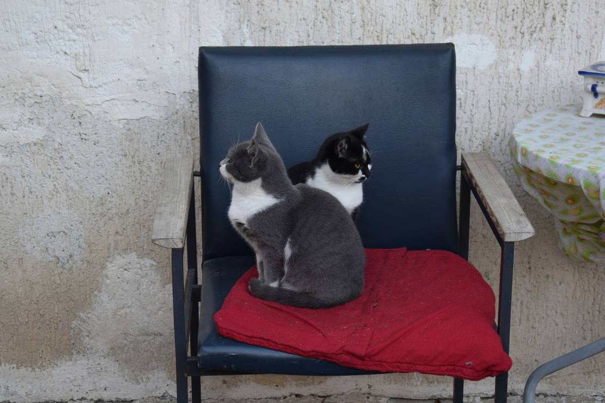 Mastering Reward-Based Sit Training: The Ultimate Guide for Pet Owners