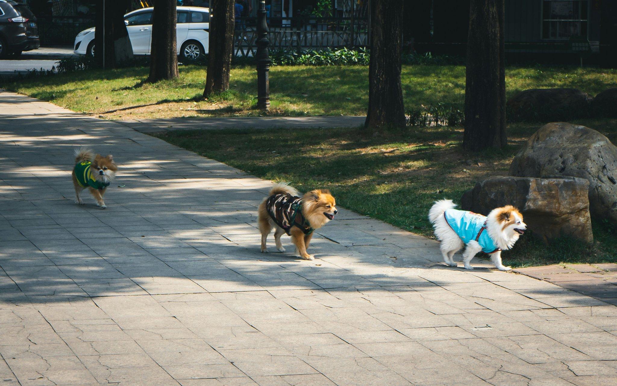 Mastering the Art of Dog Training: Your Complete Guide to Basic Sit Instruction