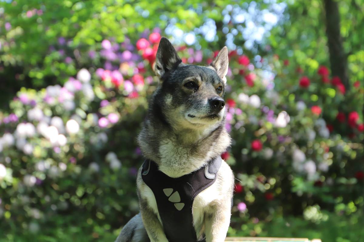 Mastering the Basic Dog Sit: The Ultimate Guide to Effortless Pet Training