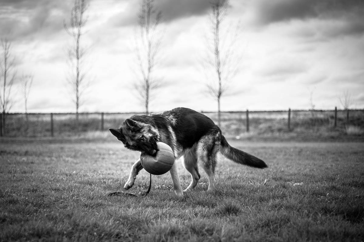 Mastering Treat Sit Training: The Ultimate Guide to Pet Obedience