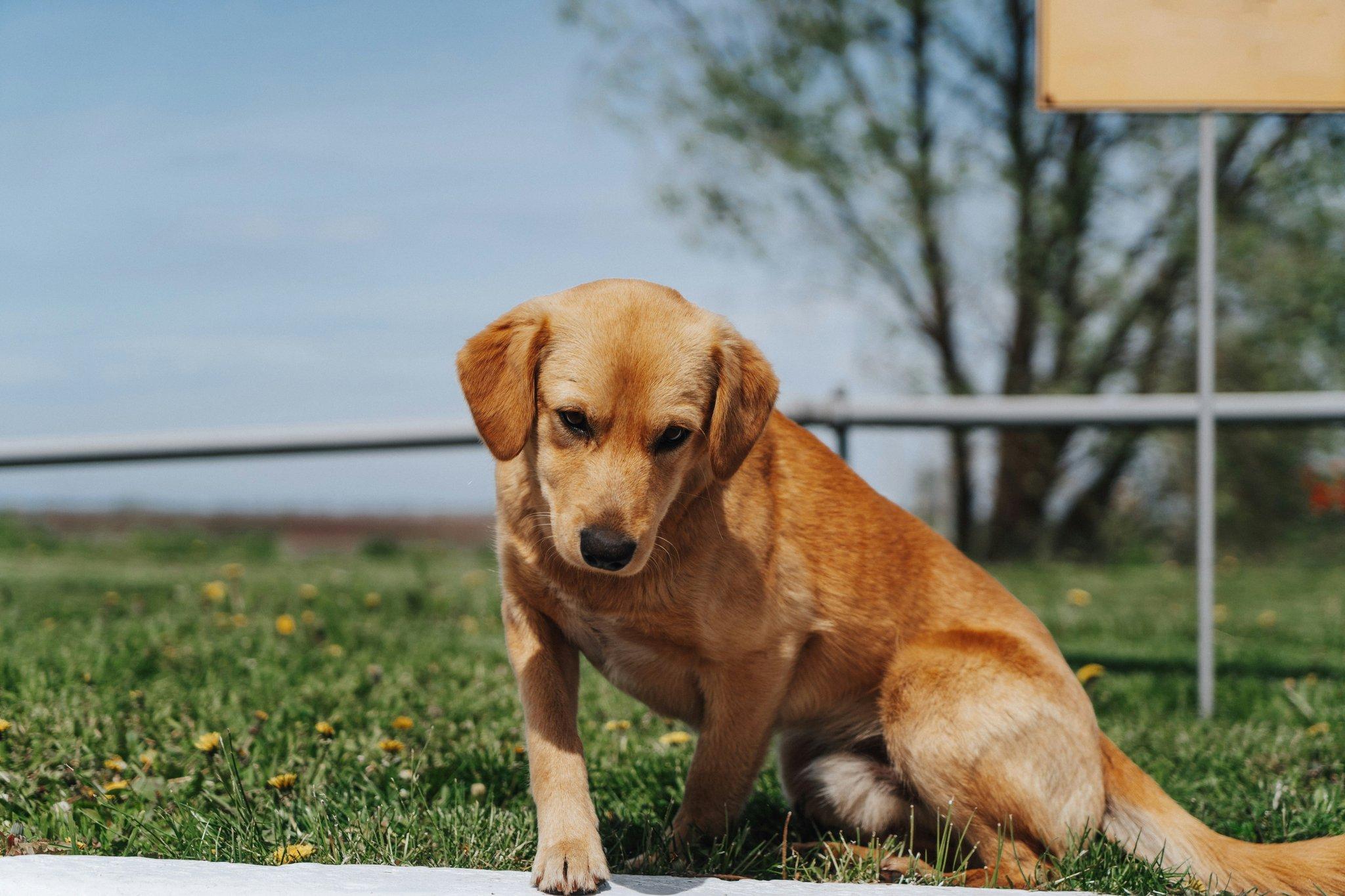 Professional dog trainer using a clicker device during sit training session
