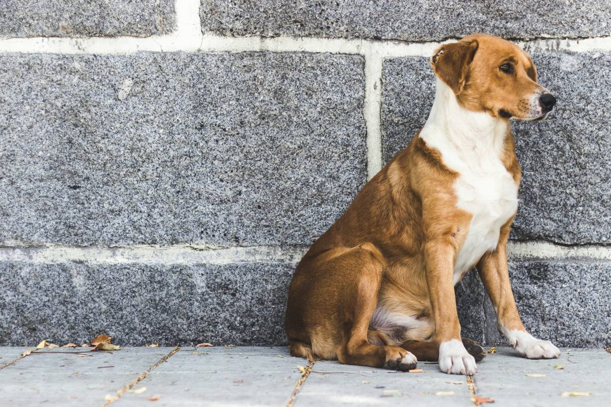 Sit Training FAQs: Your Ultimate Guide to Mastering This Essential Command