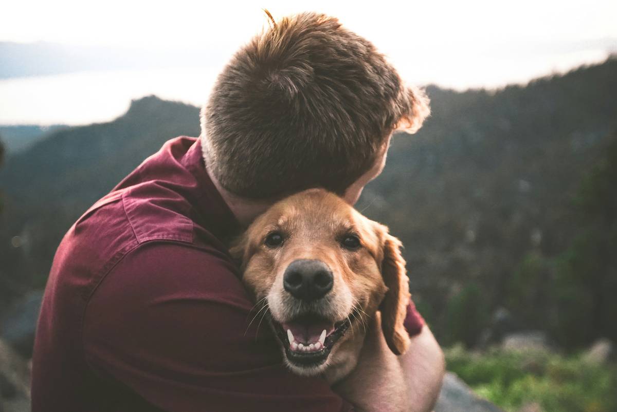 Sit Training Problem Fix: Mastering One of the Most Essential Pet Commands