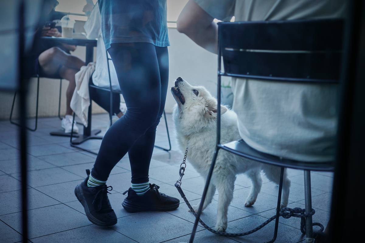 The Ultimate Guide to Sit Obedience Training: Mastering the Basics with Ease