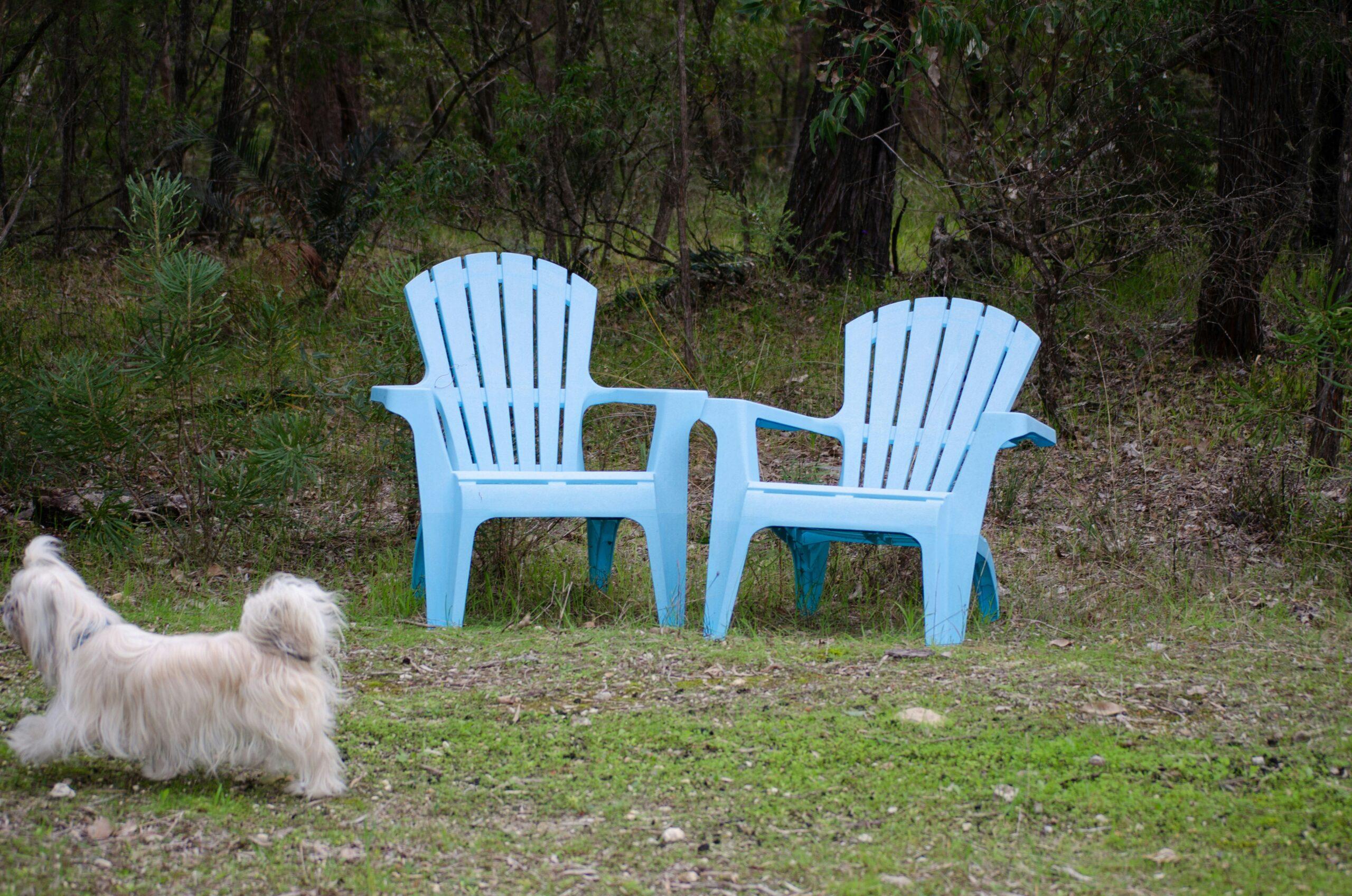 Top Sit Training Mistakes That Are Holding Your Dog Back (And How to Fix Them)