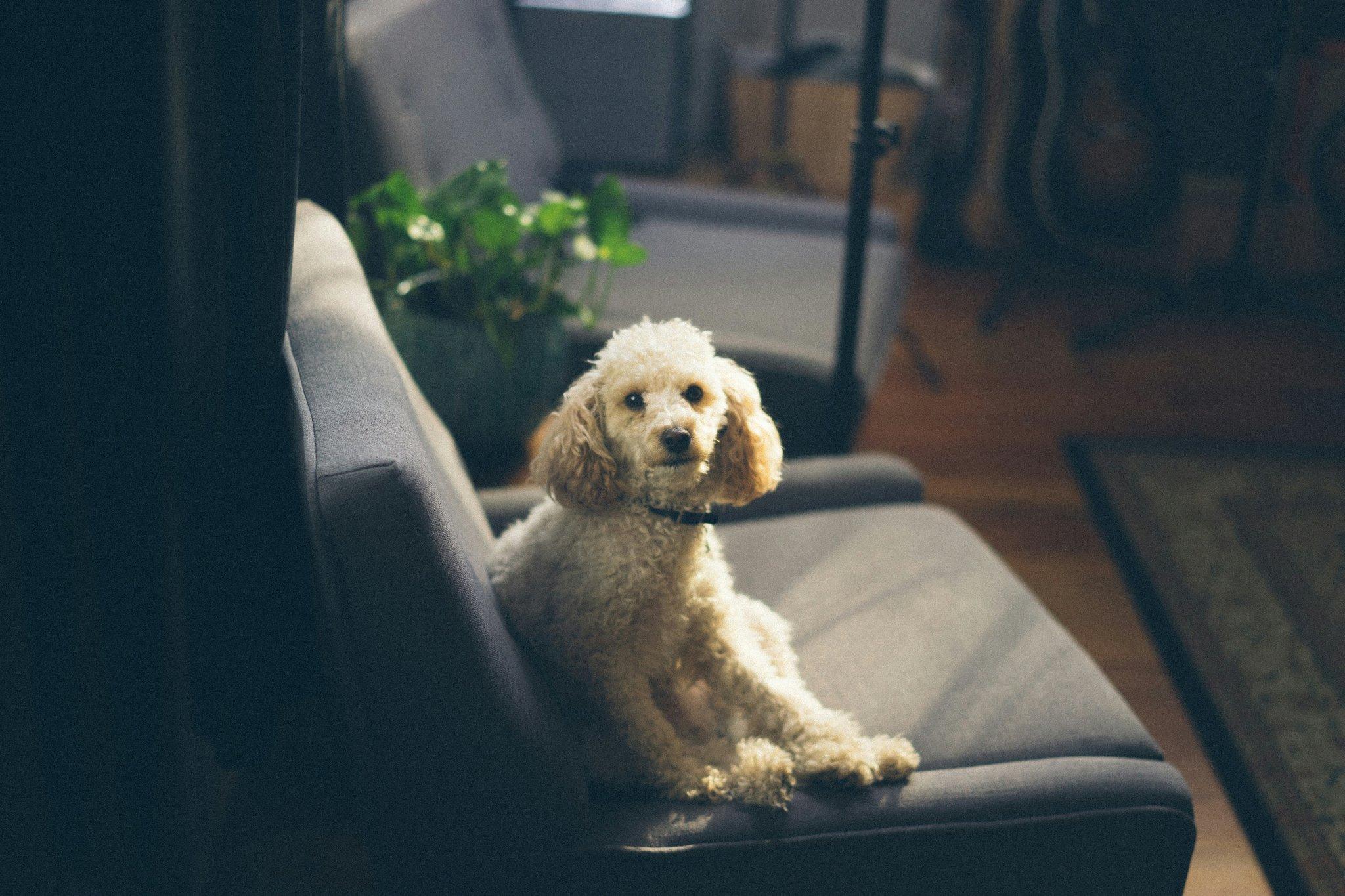 Troubleshoot Dog Sit: Mastering the Art of Teaching Your Pup to Sit