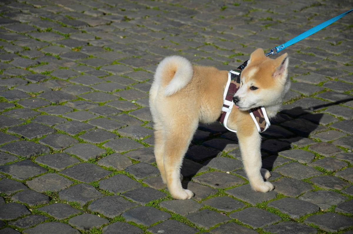 Why Is Your Dog Struggling With the Sit Command? Solving Common Dog Sit Command Issues