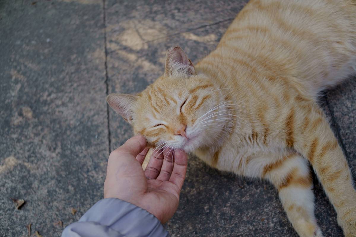 A happy dog sits patiently while holding a treat in its mouth.