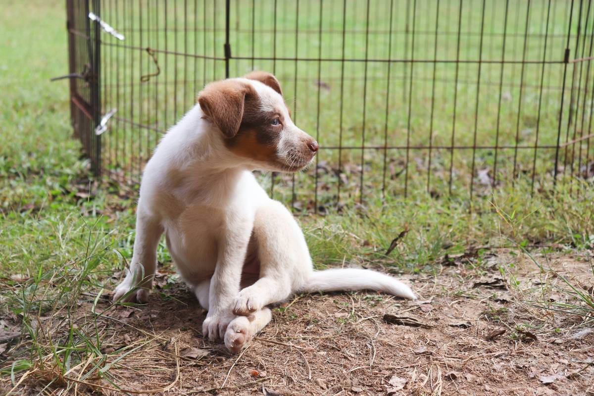 A happy dog successfully performing the sit command outdoors
