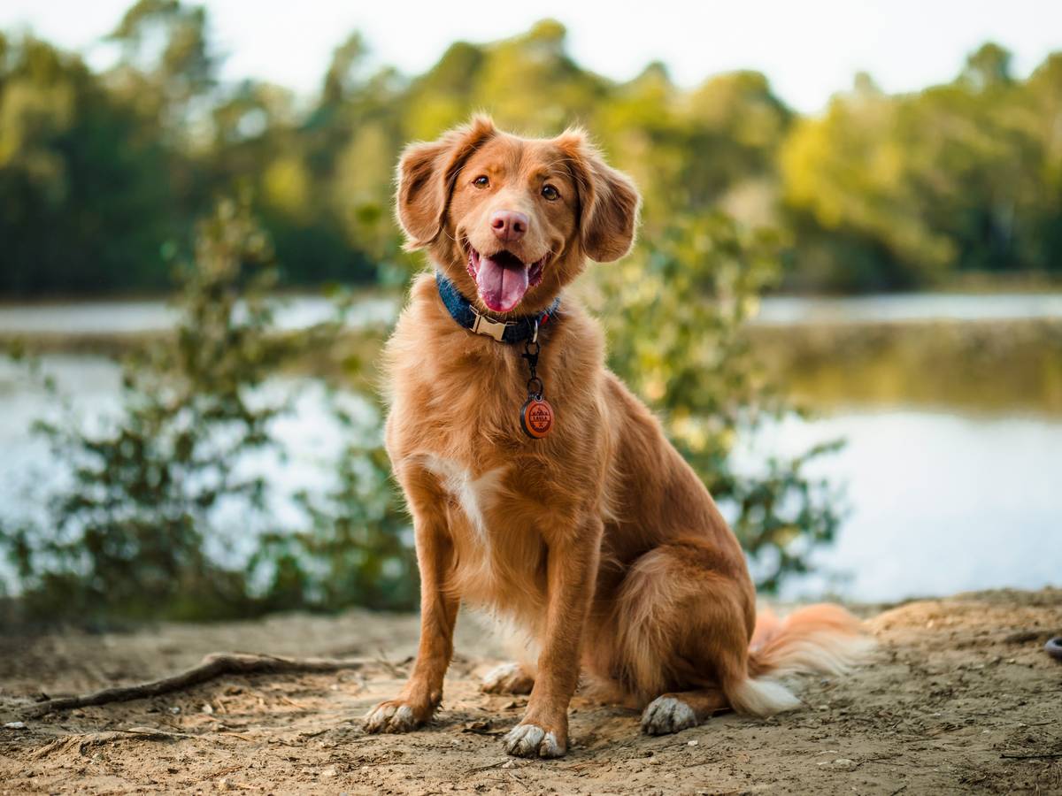 A happy golden retriever sitting obediently in a sunny backyard.