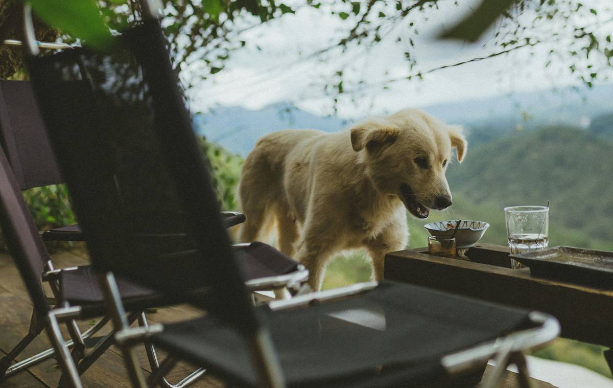 A happy Labrador sitting on command with a treat nearby