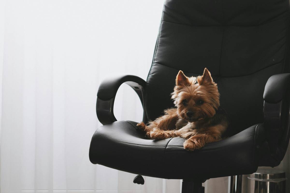 A well-trained dog sitting calmly near its owner.