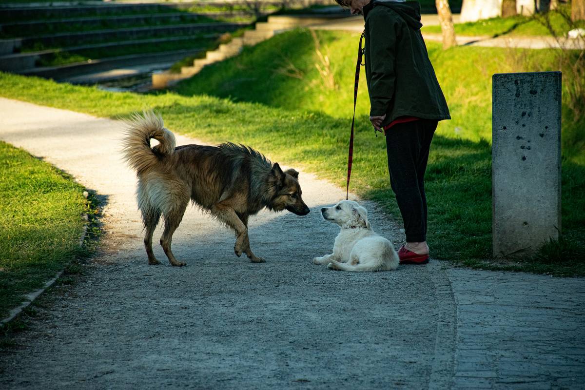 An owner holding a treat above a dog's head to encourage sitting.
