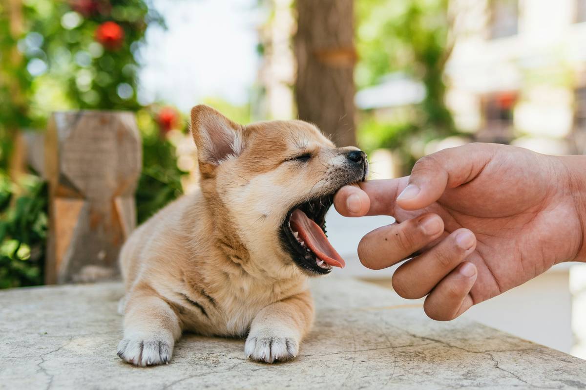 An owner holding a treat above a puppy's nose to encourage sitting