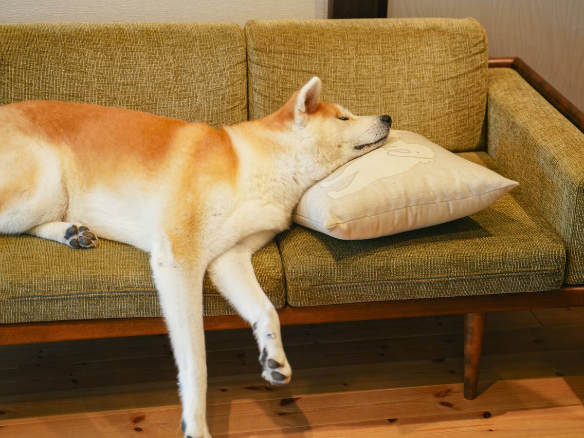 Dog ignoring owner's sit command in a noisy environment