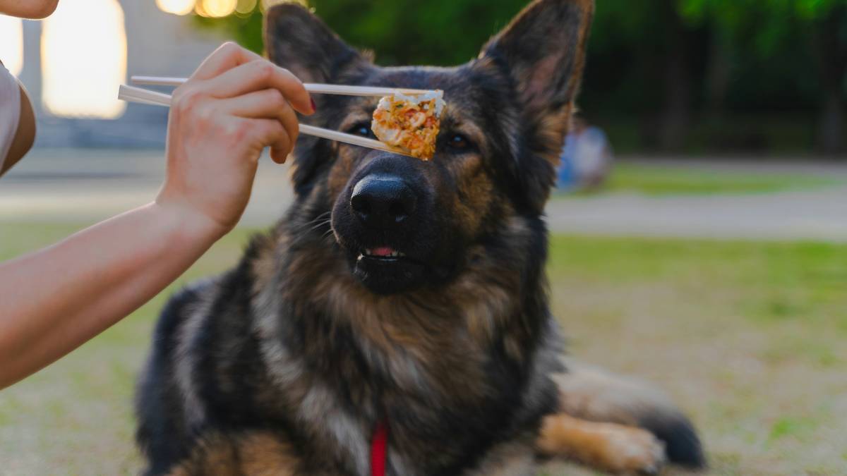Dog successfully performing 'sit' command outdoors