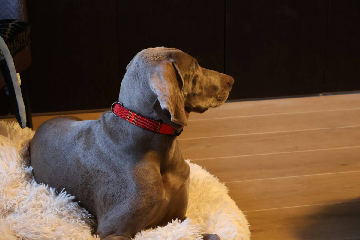 Frustrated pet owner trying to teach a dog to sit