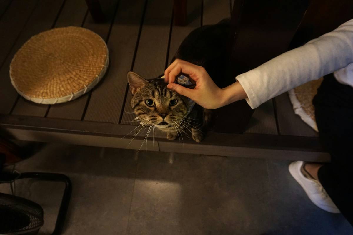 Happy dog sitting proudly after successful training