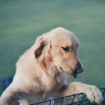 How to Fix Dog Sit Challenges: Master the Art of Sit Training Without Losing Your Mind