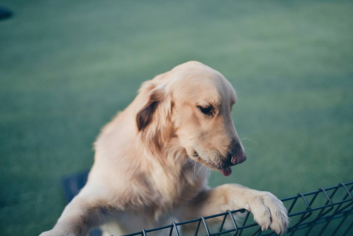 How to Fix Dog Sit Challenges: Master the Art of Sit Training Without Losing Your Mind