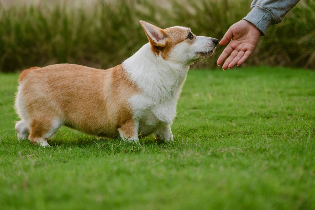 How to Master the Sit Command Error Fix for Your Furry Friend