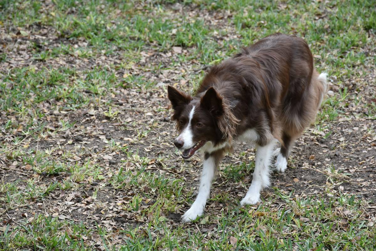 Master the Sit Command Practice: A Foolproof Guide to Pet Training Success