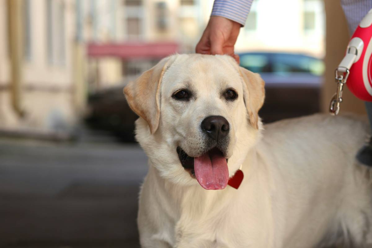 Mastering Dog Sit Behavior: The Ultimate Guide to Sit Training Your Pup