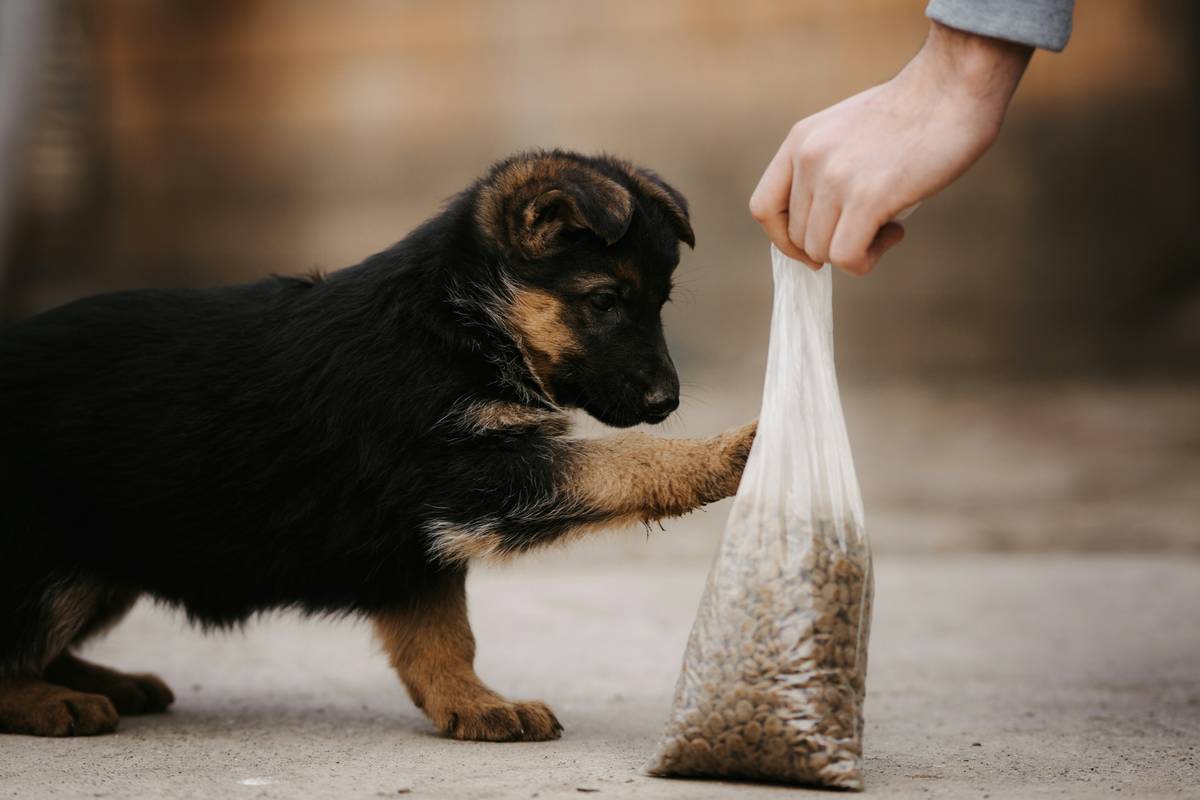 Mastering the Positive Dog Sit: The Ultimate Guide to Training Your Pup with Joy