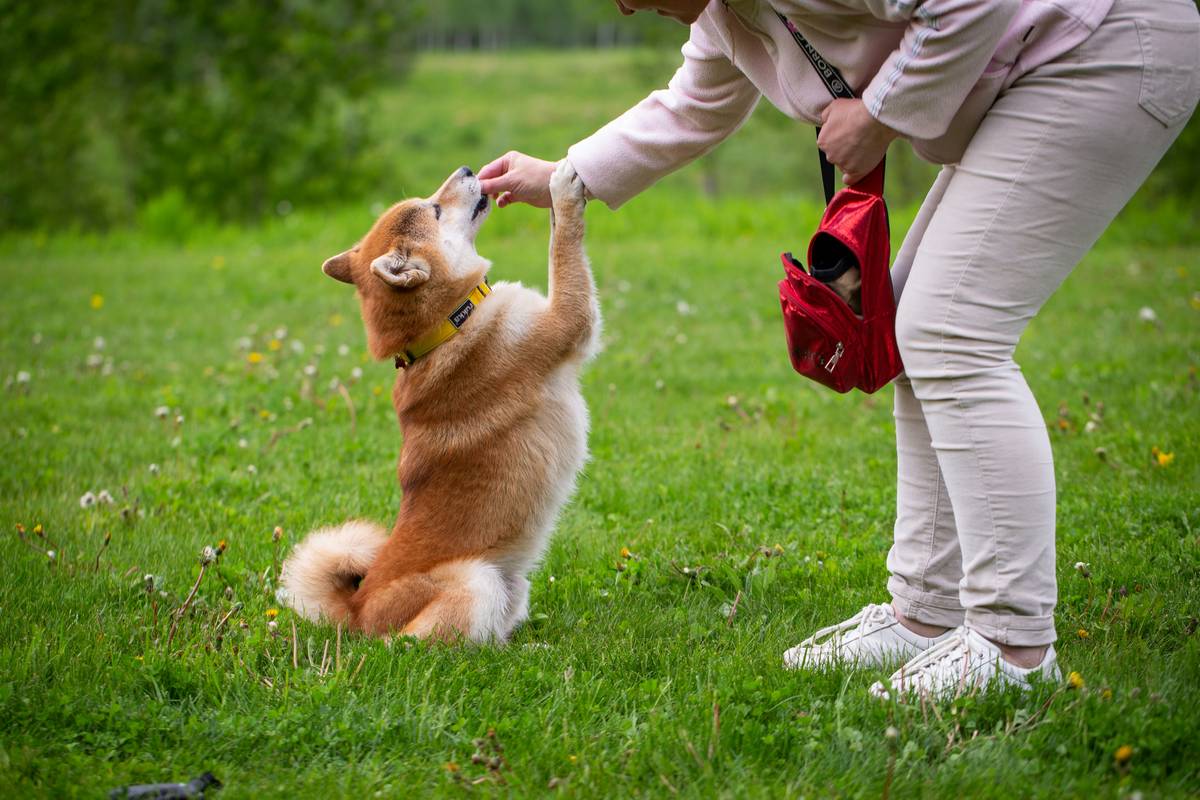 A golden retriever giving their owner a confused look