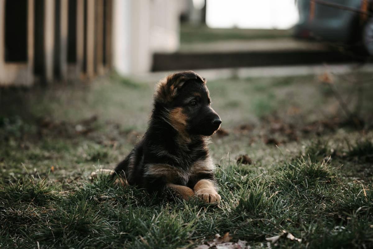 Puppy receiving a treat after successfully performing the sit command.