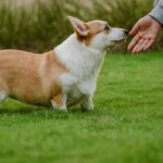 Puppy Sit Lesson: The Ultimate Guide to Teaching Your Furry Friend