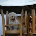 The Ultimate Guide to Treat-Based Sit Training: Transform Your Pup into a Polite Prodigy