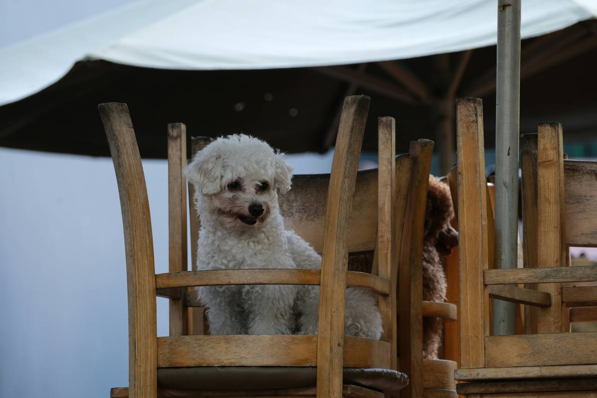 The Ultimate Guide to Treat-Based Sit Training: Transform Your Pup into a Polite Prodigy