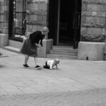 Troubleshoot Sit Command: Mastering the Art of Pet Training Like a Pro