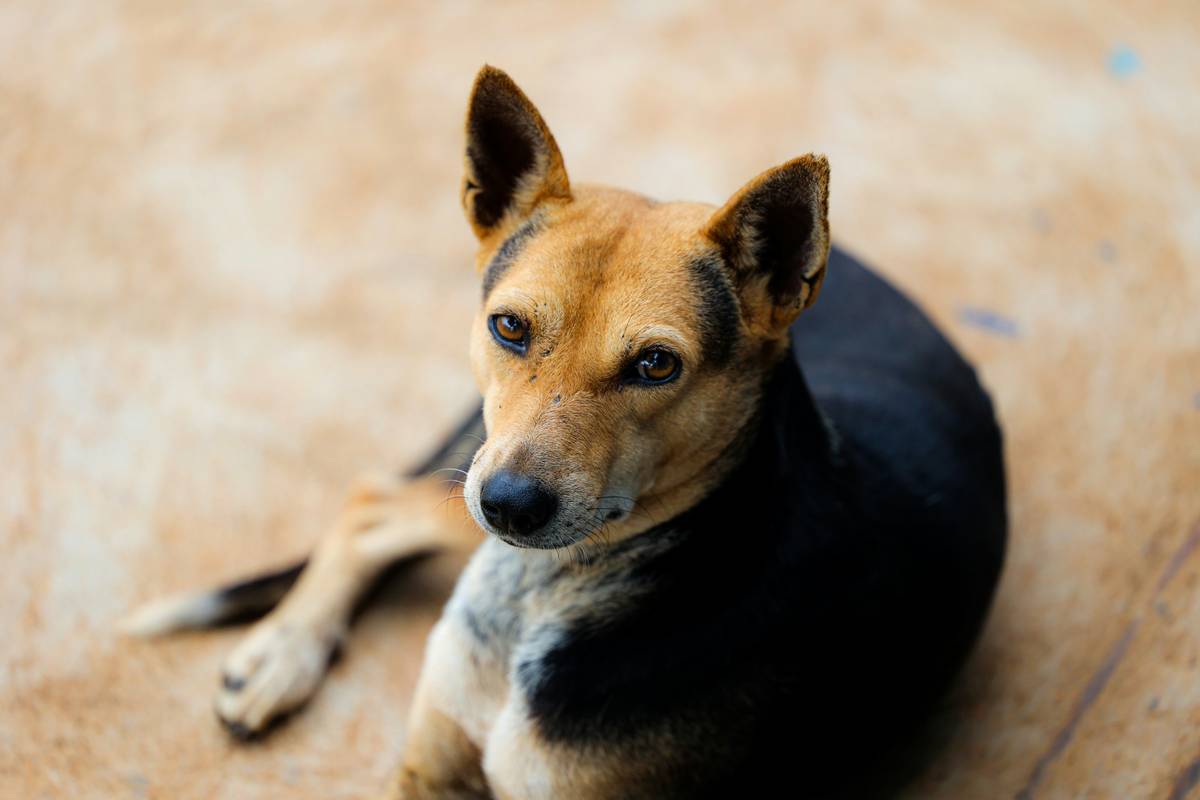 Various dog treats used as rewards during training