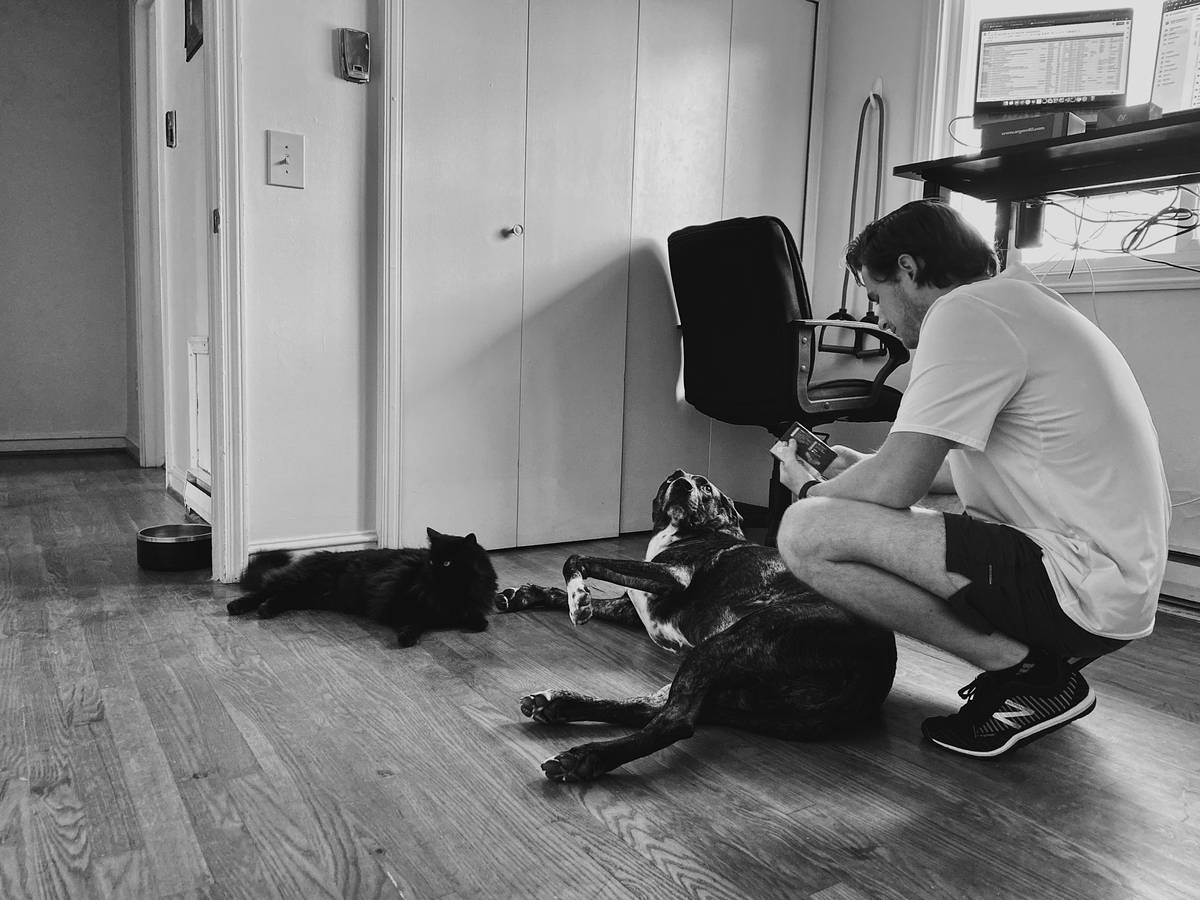 A golden retriever puppy sitting calmly while being rewarded with treats