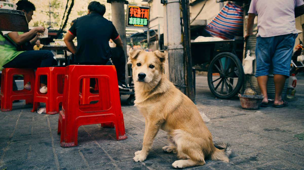 A happy dog receiving a treat during training.