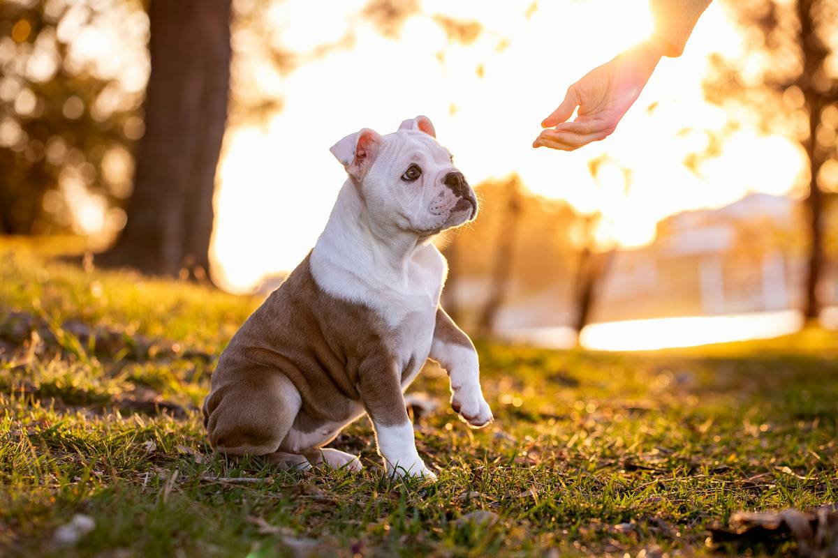 A happy puppy sitting on the grass during training