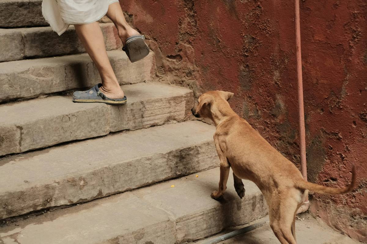 A young woman holding treats while her dog eagerly waits nearby indoors