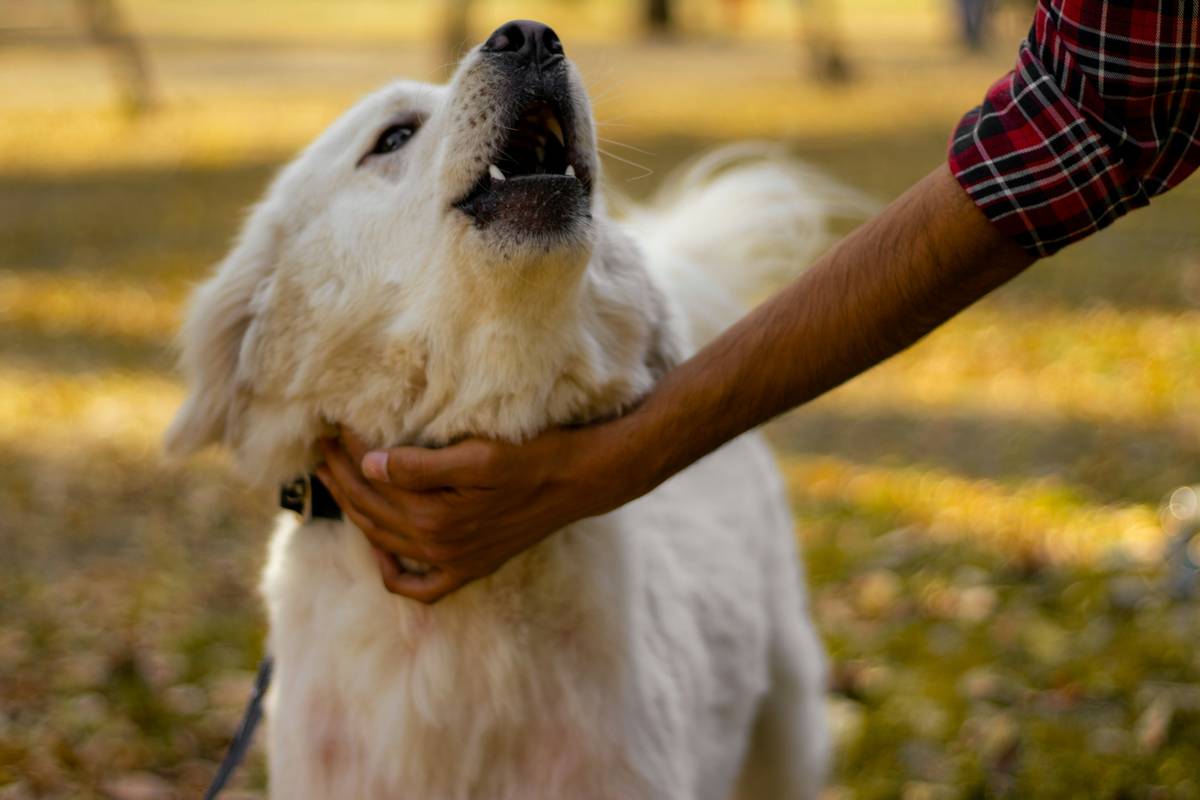 Master the Treat Sit Training Method: Unlock Your Pet's Potential