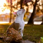 Mastering the Basic Sit Lesson: Unlock Your Dog's Potential and Build a Stronger Bond