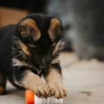 Puppy Sit Training Guide: Mastering the Art of Sit Commands