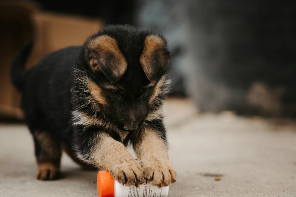 Puppy Sit Training Guide: Mastering the Art of Sit Commands